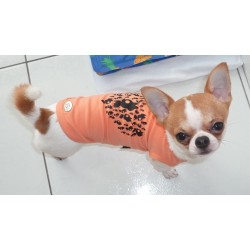 Tee shirt pour chien Chihuahua Trilly Tutti Brilli