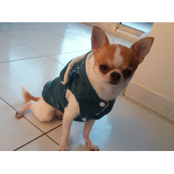 Manteau harnais pour chihuahua Thaïs