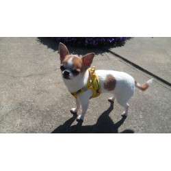 Harnais pour chihuahua Curli Clasp Air-Mesh Comic Jaune