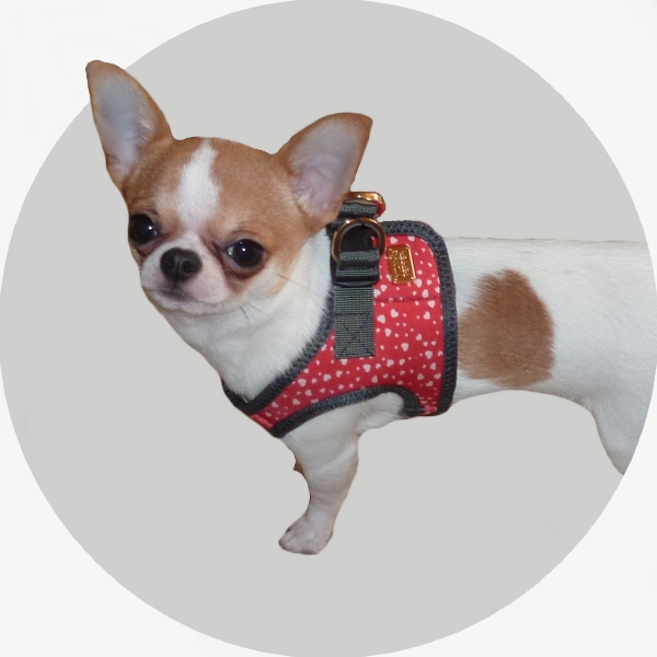 Boutique d'accessoires pour Chihuahua et petits chiens. Venez découvrir nos  nouveautés. 😉  Avec Le Clos d'Odessa, boutique  en, By Le Clos d'Odessa : boutique pour Chihuahua