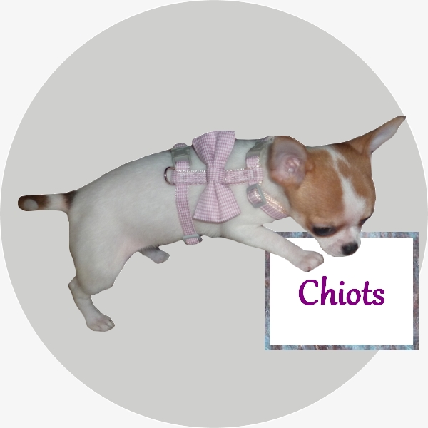 Kit vétérinaire comprenant Chihuahua et accessoires pour chiens, wa Vecteur  par ©MadamSaffa 80638880